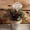 Funny Plant Stake | House Plant Stick | Rooting For You