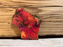 Wisconsin Fall Colors Magnet | Northwoods Fall Colors Trees
